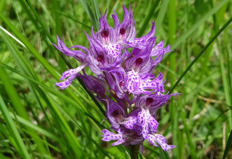 Neotinea tridentata - Cadine (TN)